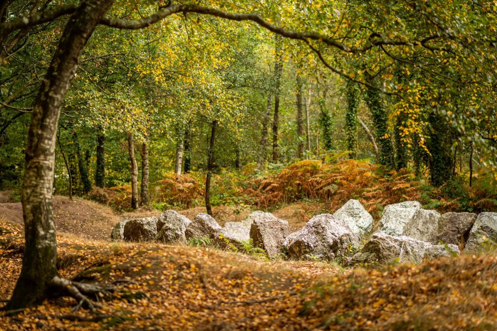 foret de broceliande